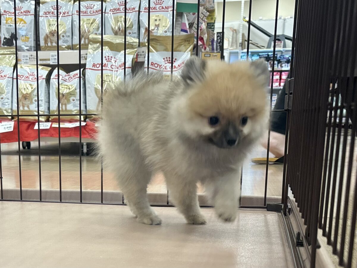 ポメラニアン