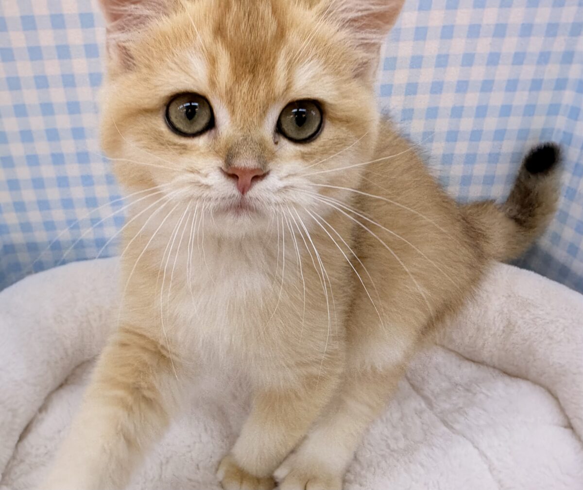 ブリティッシュショートヘア