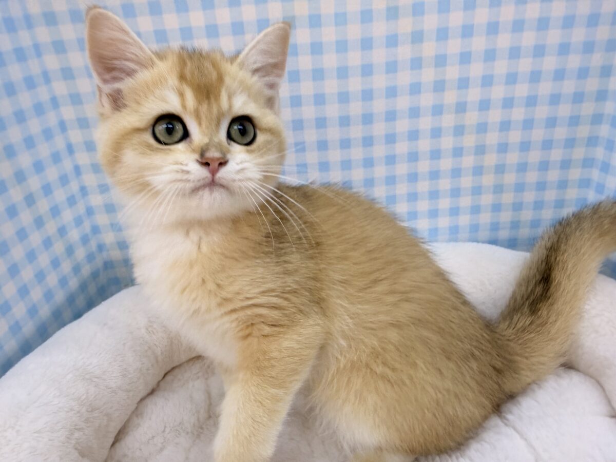 ブリティッシュショートヘア