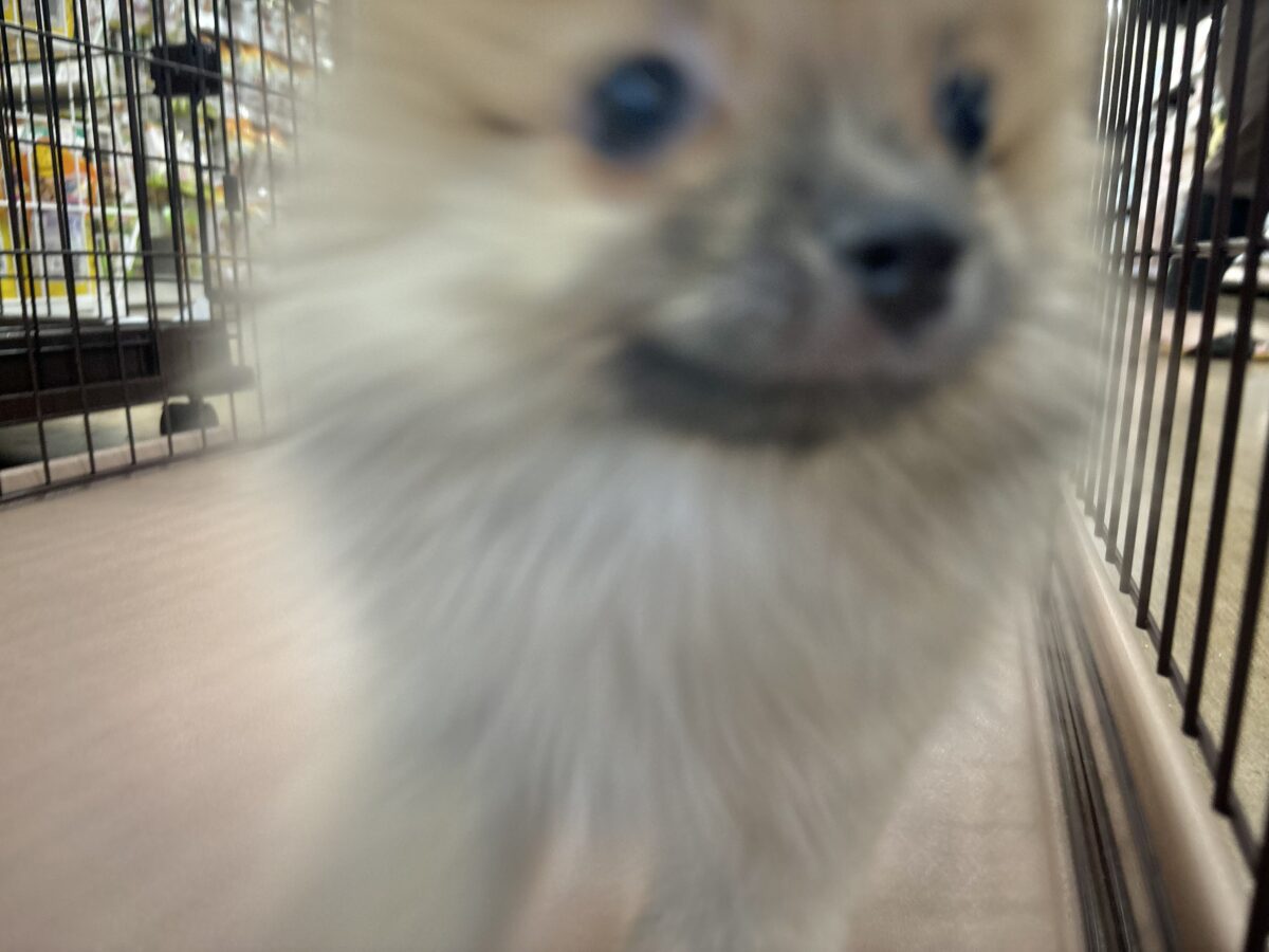 ポメラニアン