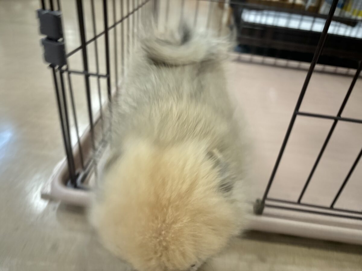 ポメラニアン