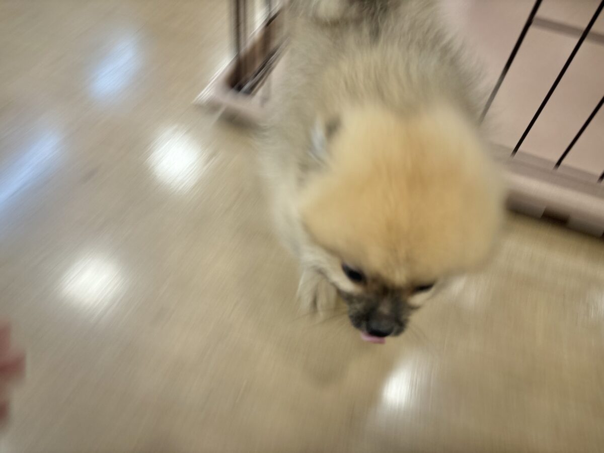 ポメラニアン