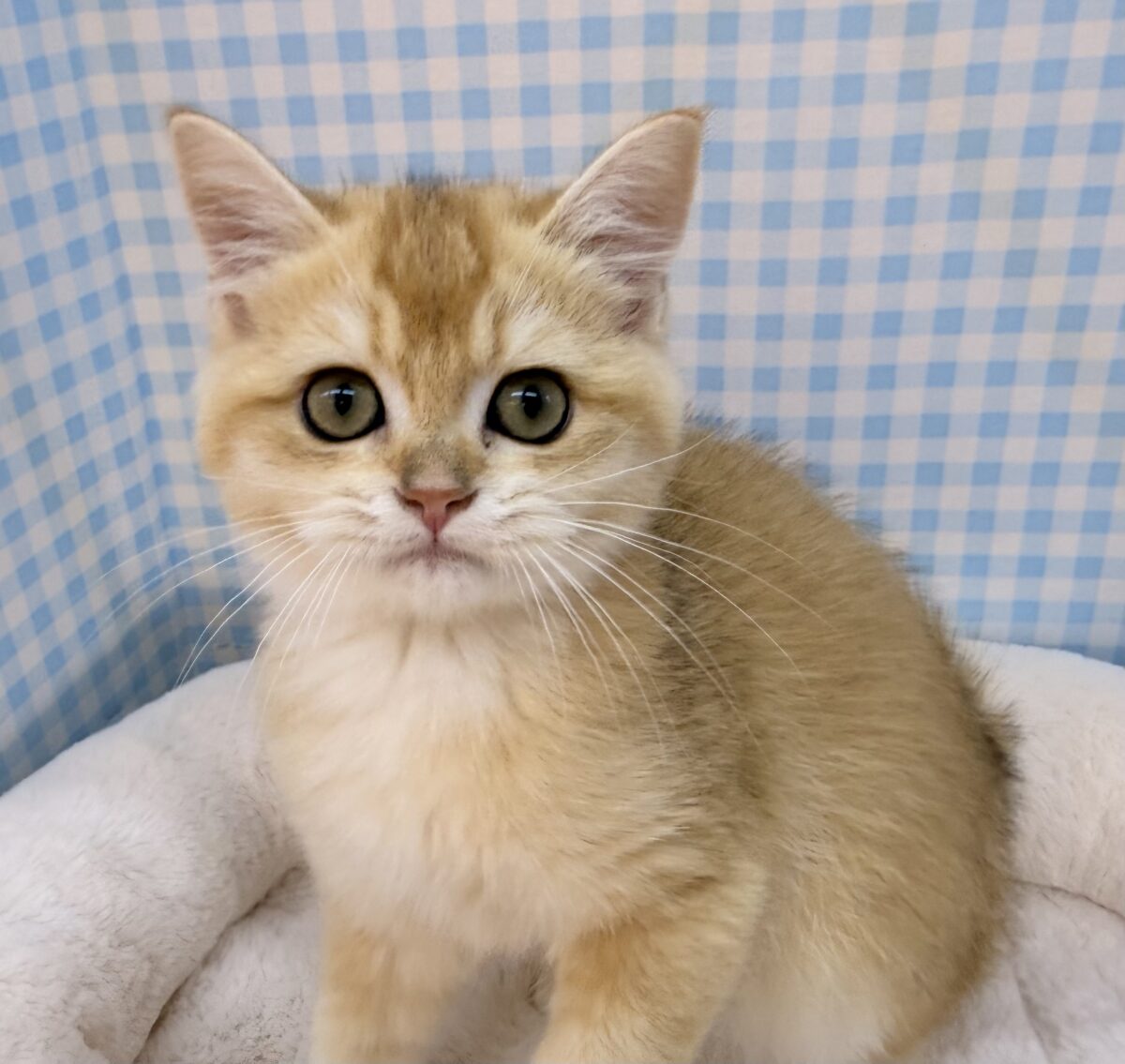 ブリティッシュショートヘア
