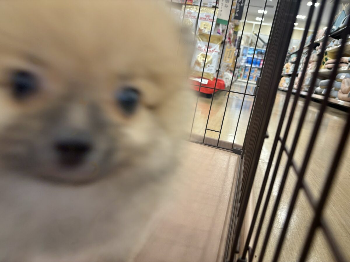 ポメラニアン