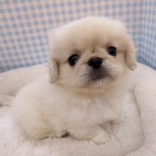 最新📷アザラシの子供？ペキくん来たよ！