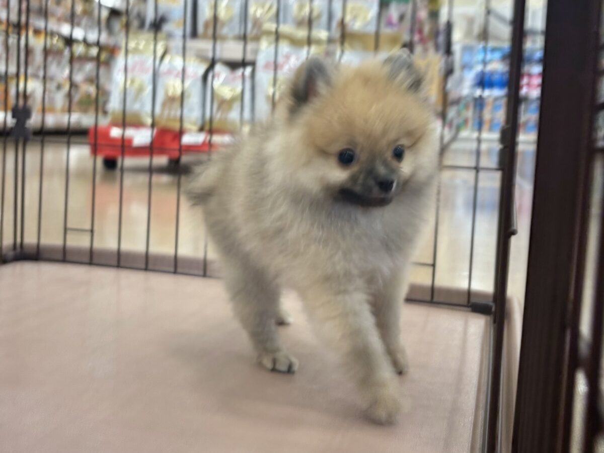 ポメラニアン