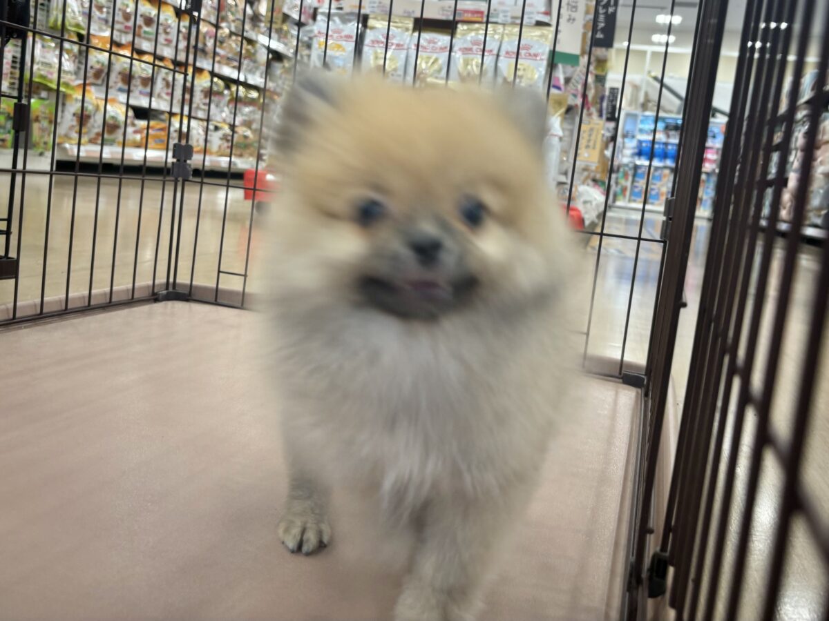 ポメラニアン
