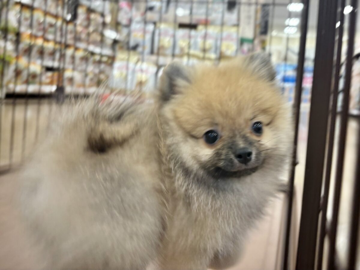ポメラニアン