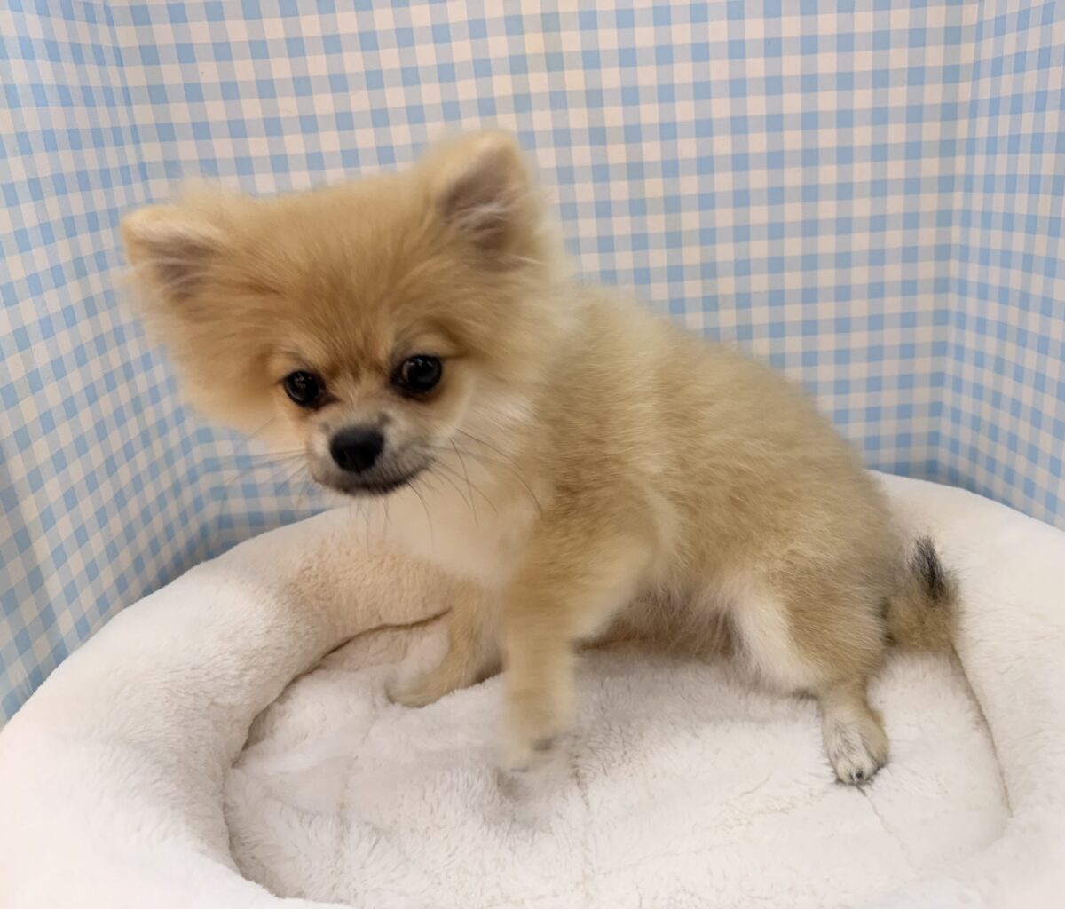 ポメラニアン
