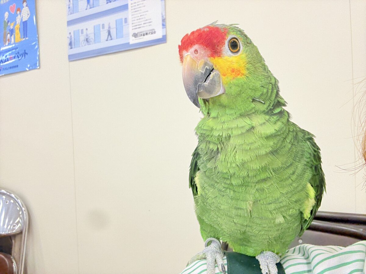 キホオボウシインコ