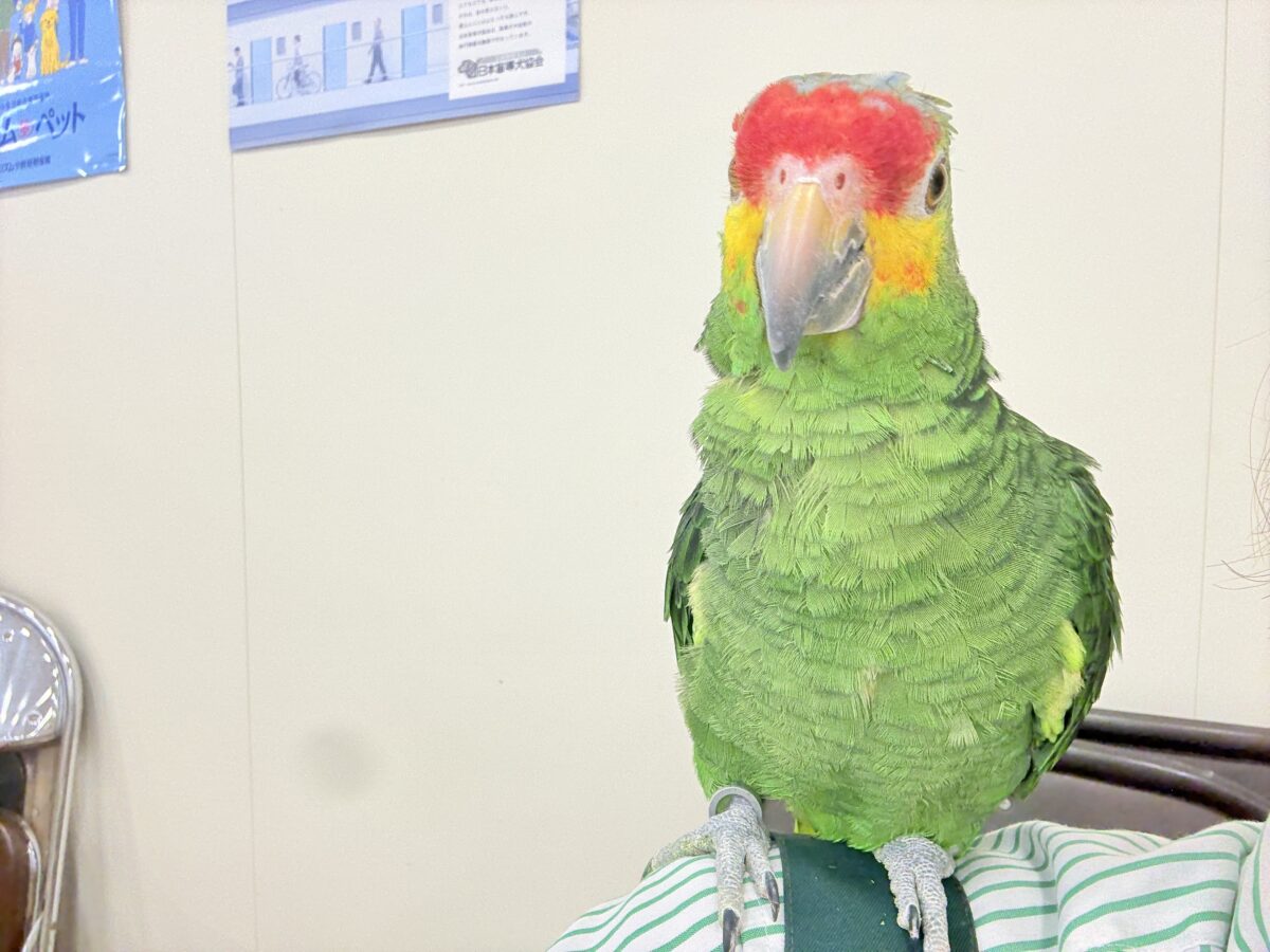 キホオボウシインコ