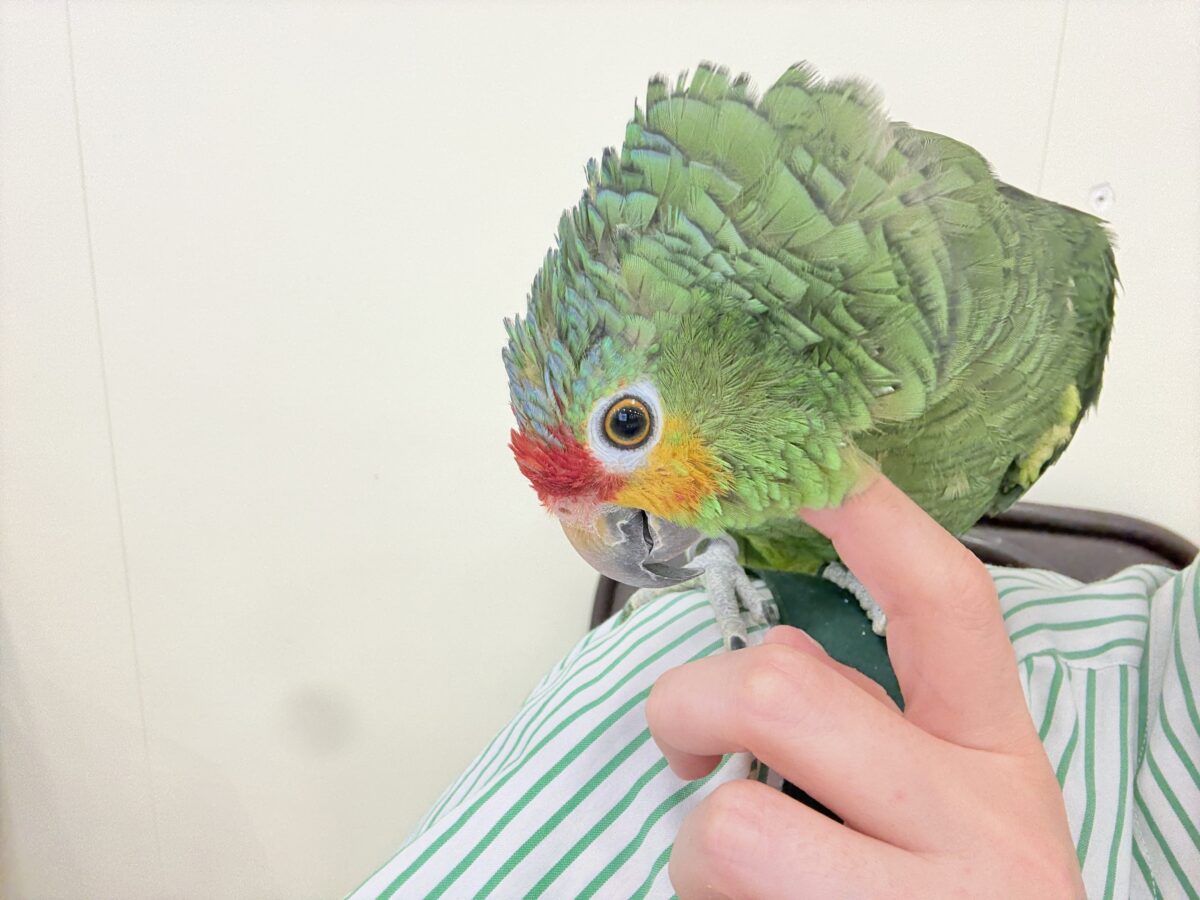 キホオボウシインコ