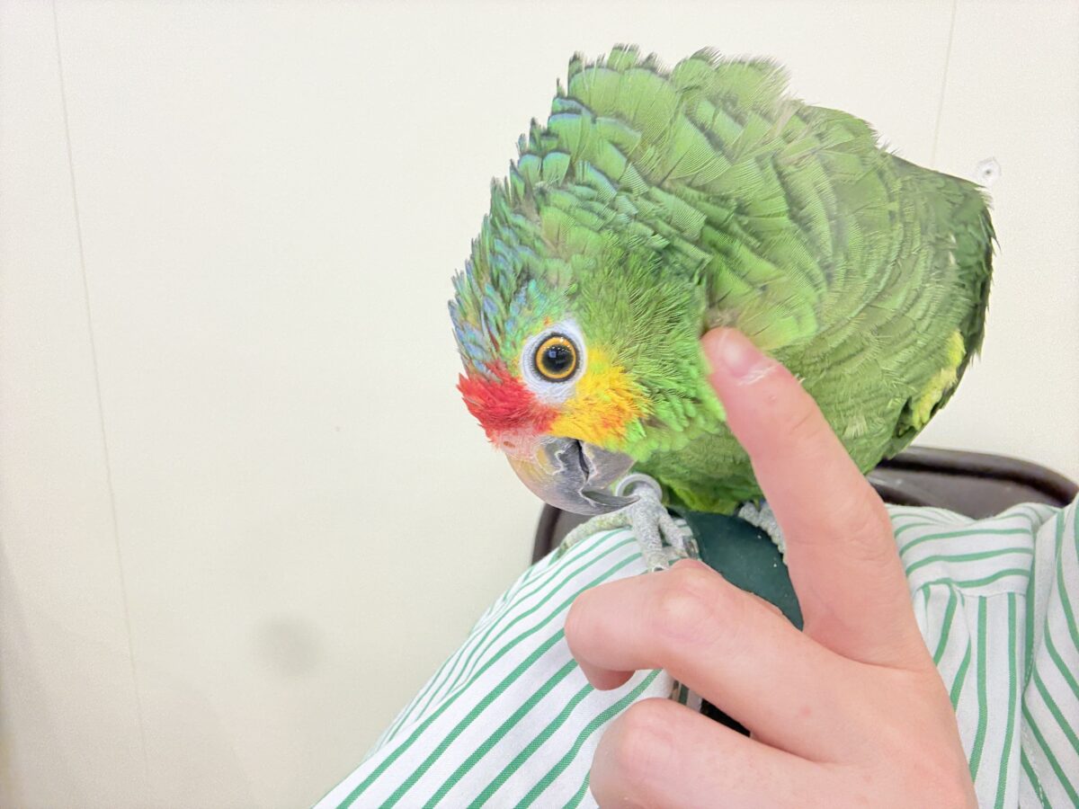 キホオボウシインコ