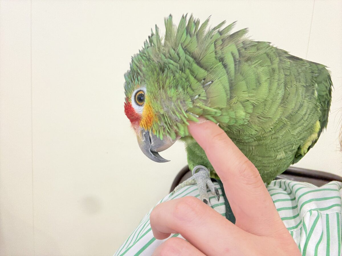キホオボウシインコ