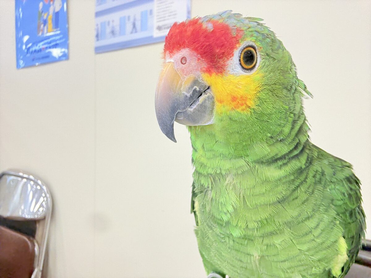 キホオボウシインコ