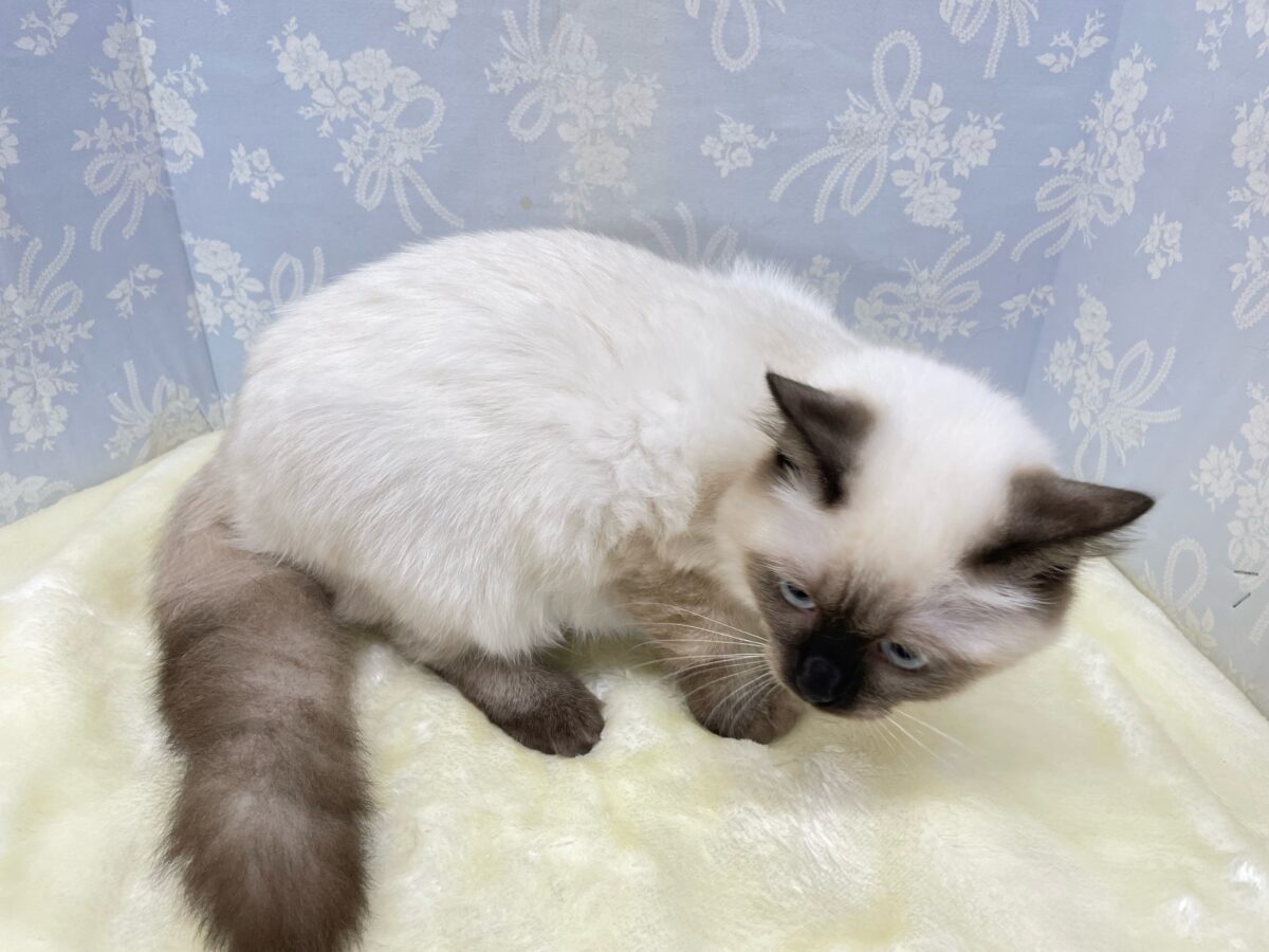 ブリティッシュショートヘア