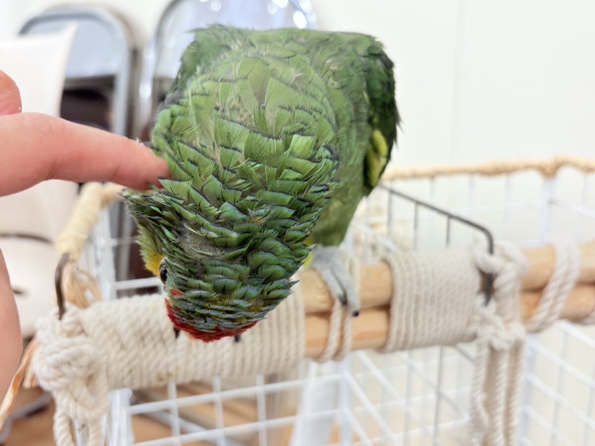 キホオボウシインコ