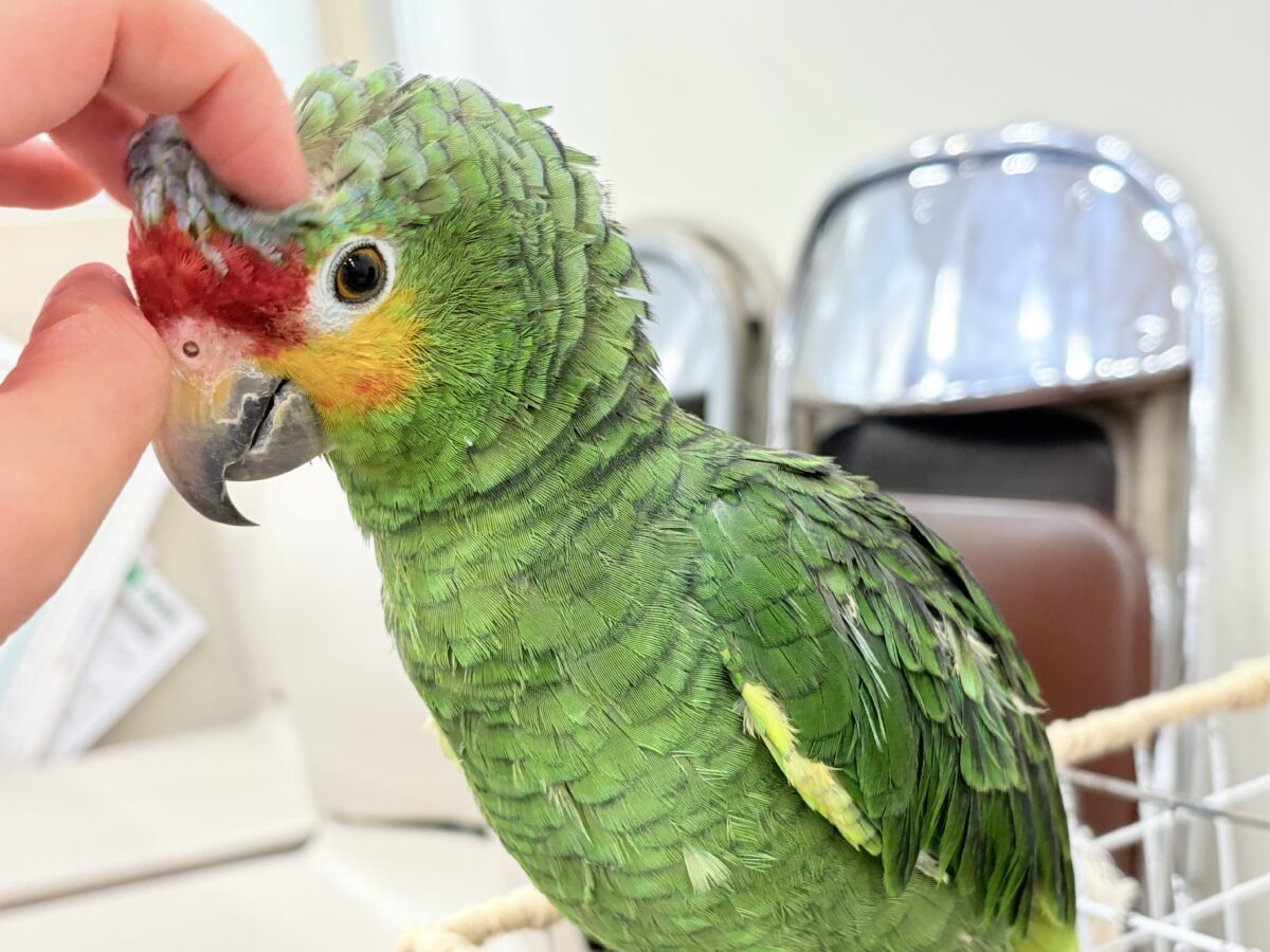 キホオボウシインコ