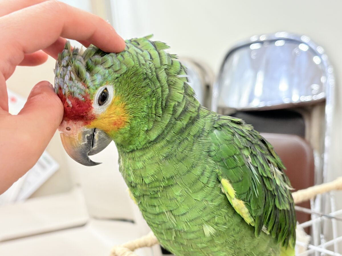 キホオボウシインコ