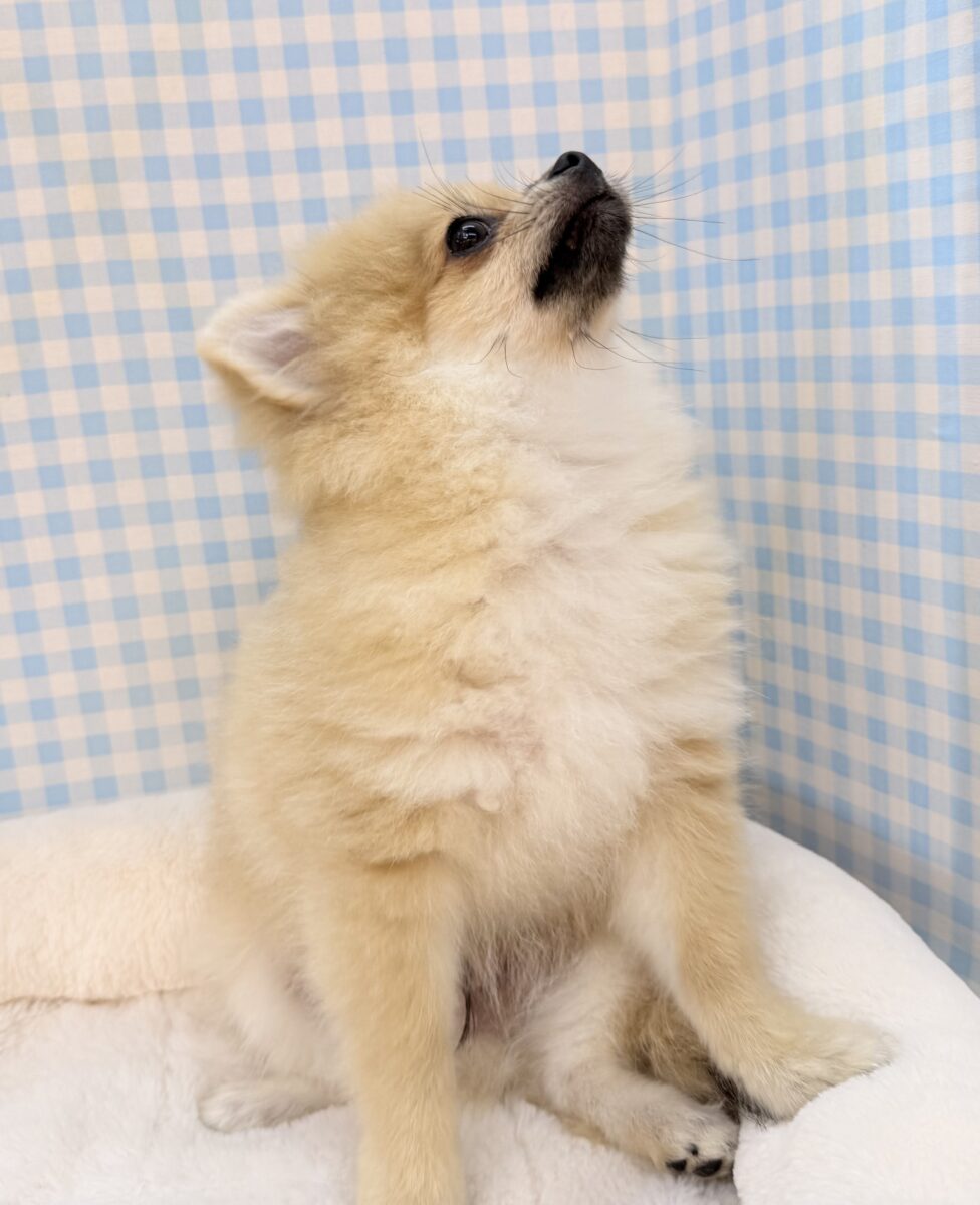 ポメラニアン