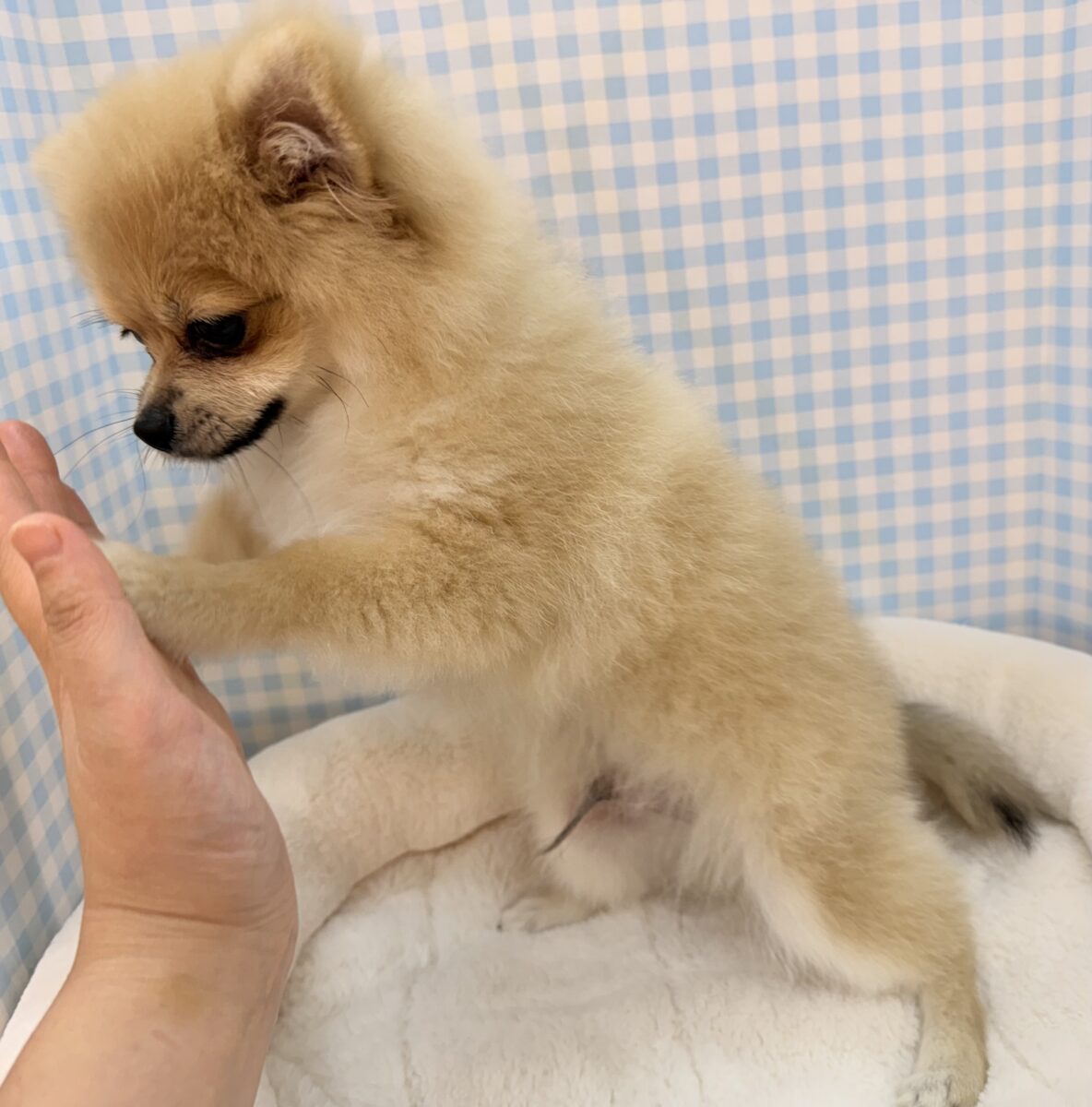 ポメラニアン