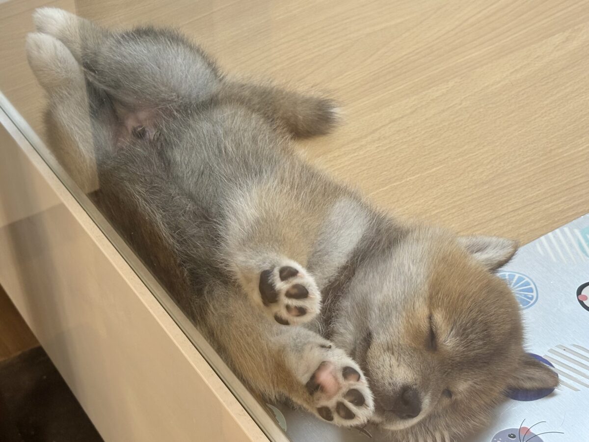 柴犬