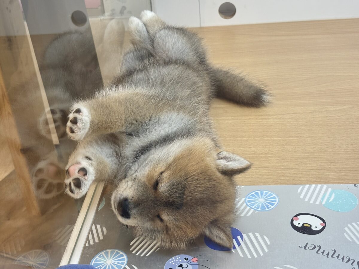 柴犬