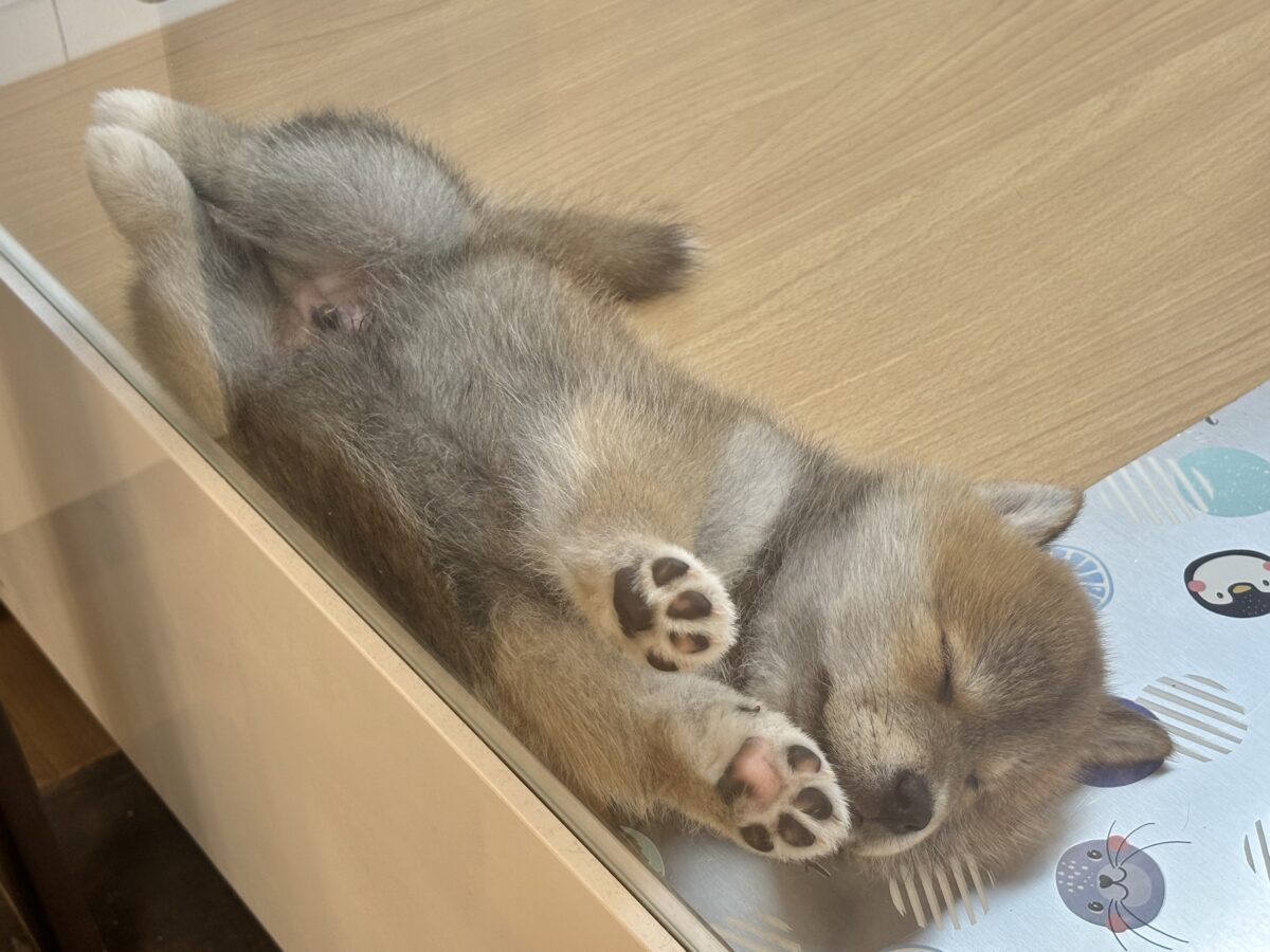 柴犬