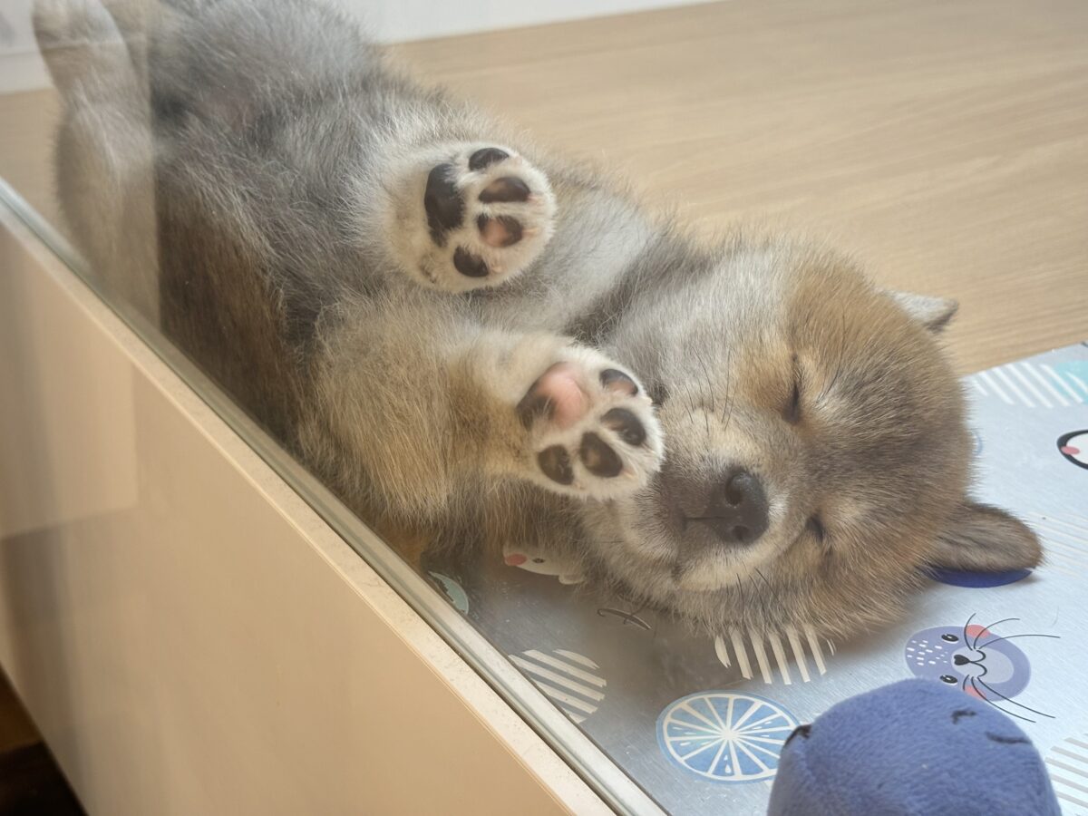 柴犬