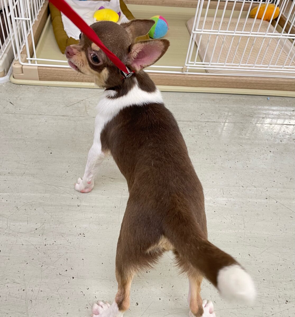チワワ