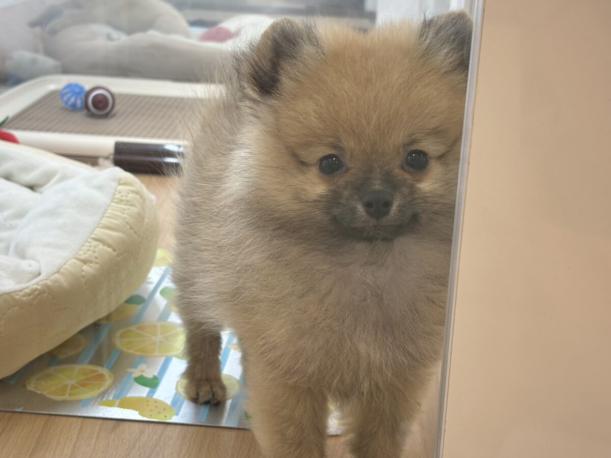 ポメラニアン