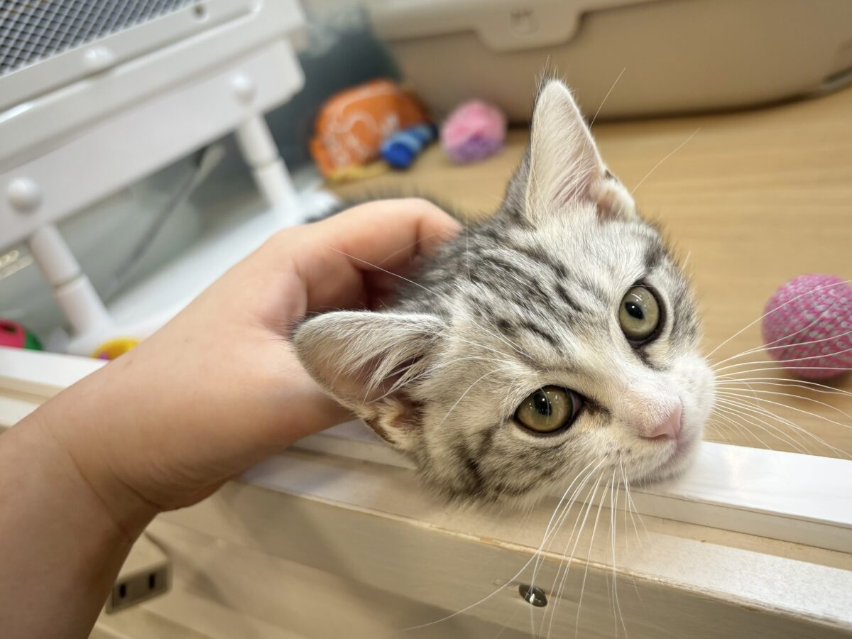 マンチカン