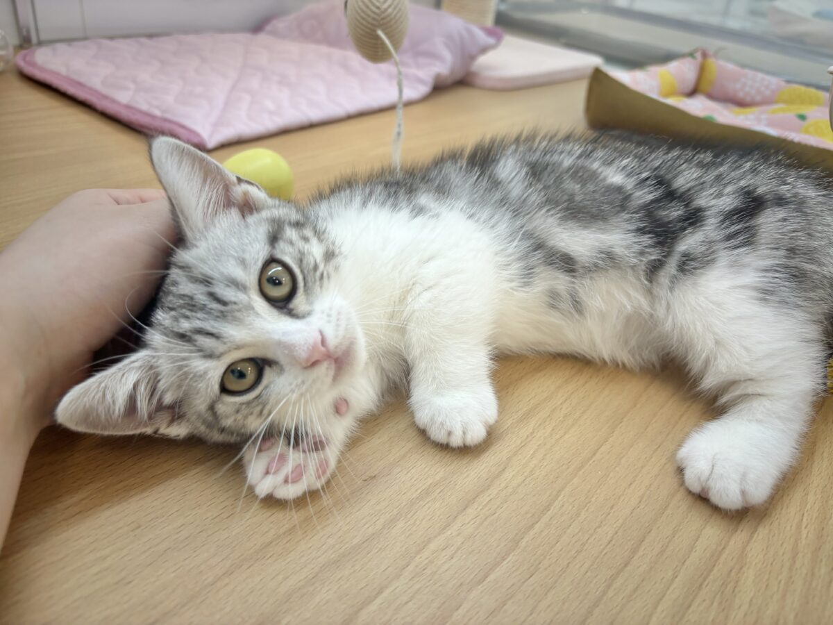 ボクを一番になでなでし〜てっ♥マンチカンくん！