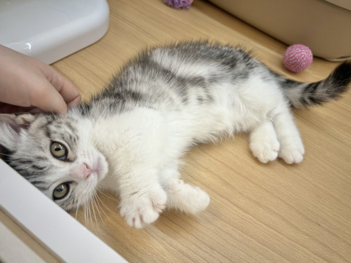 マンチカン