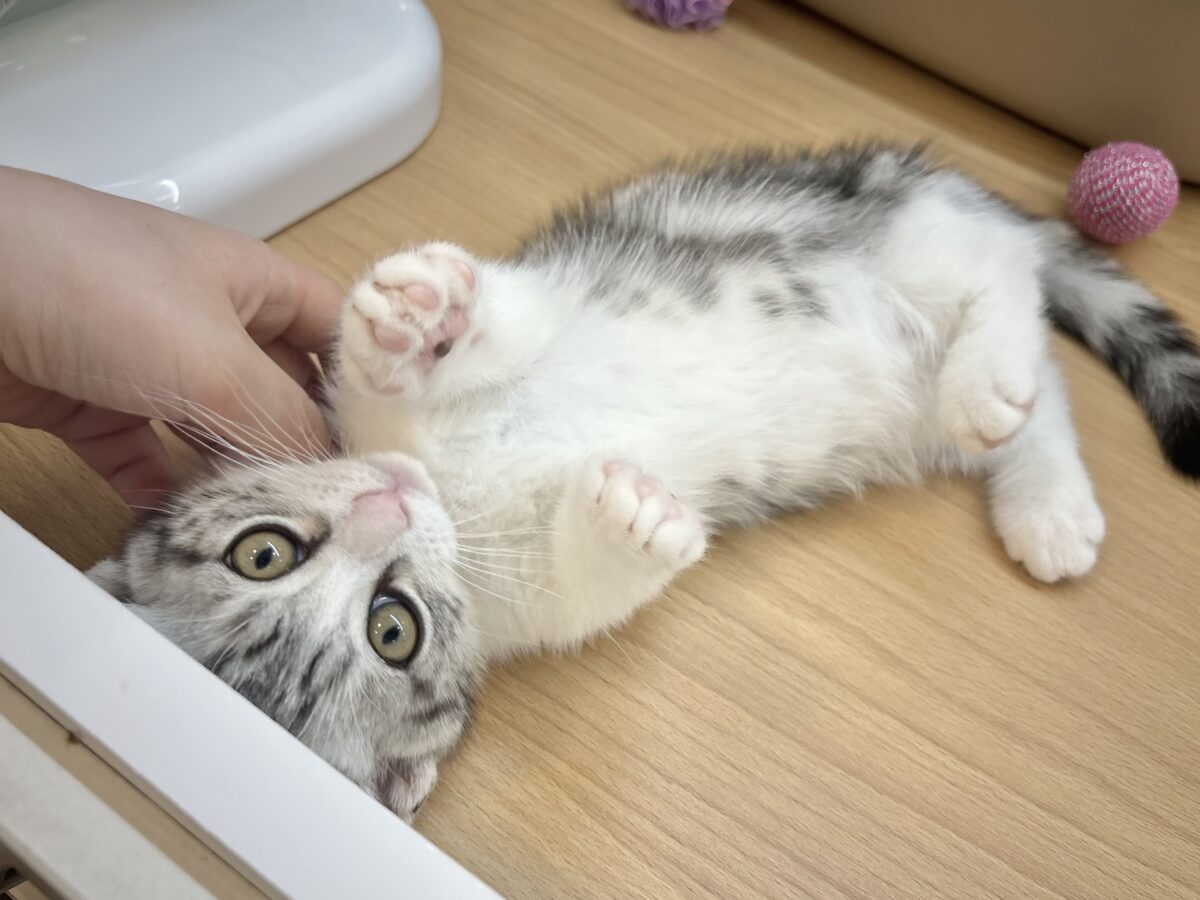 マンチカン