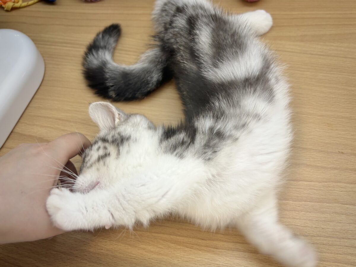 マンチカン