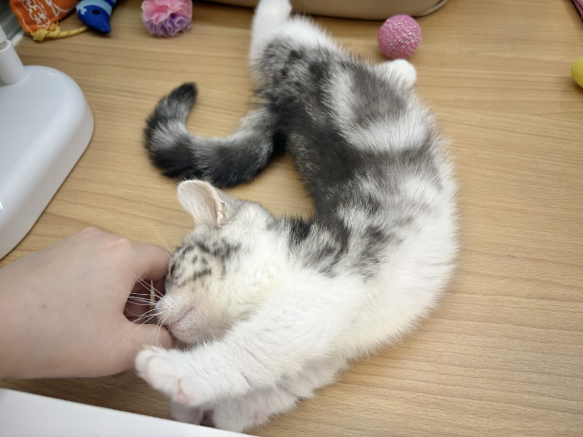 マンチカン
