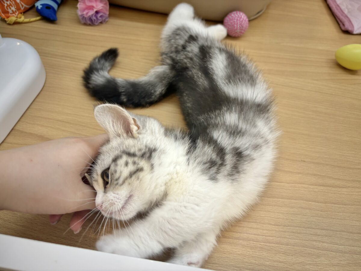 マンチカン