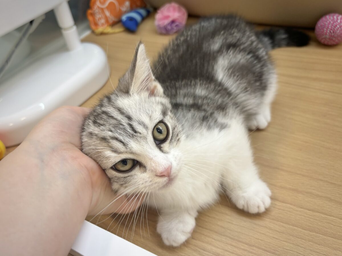 マンチカン