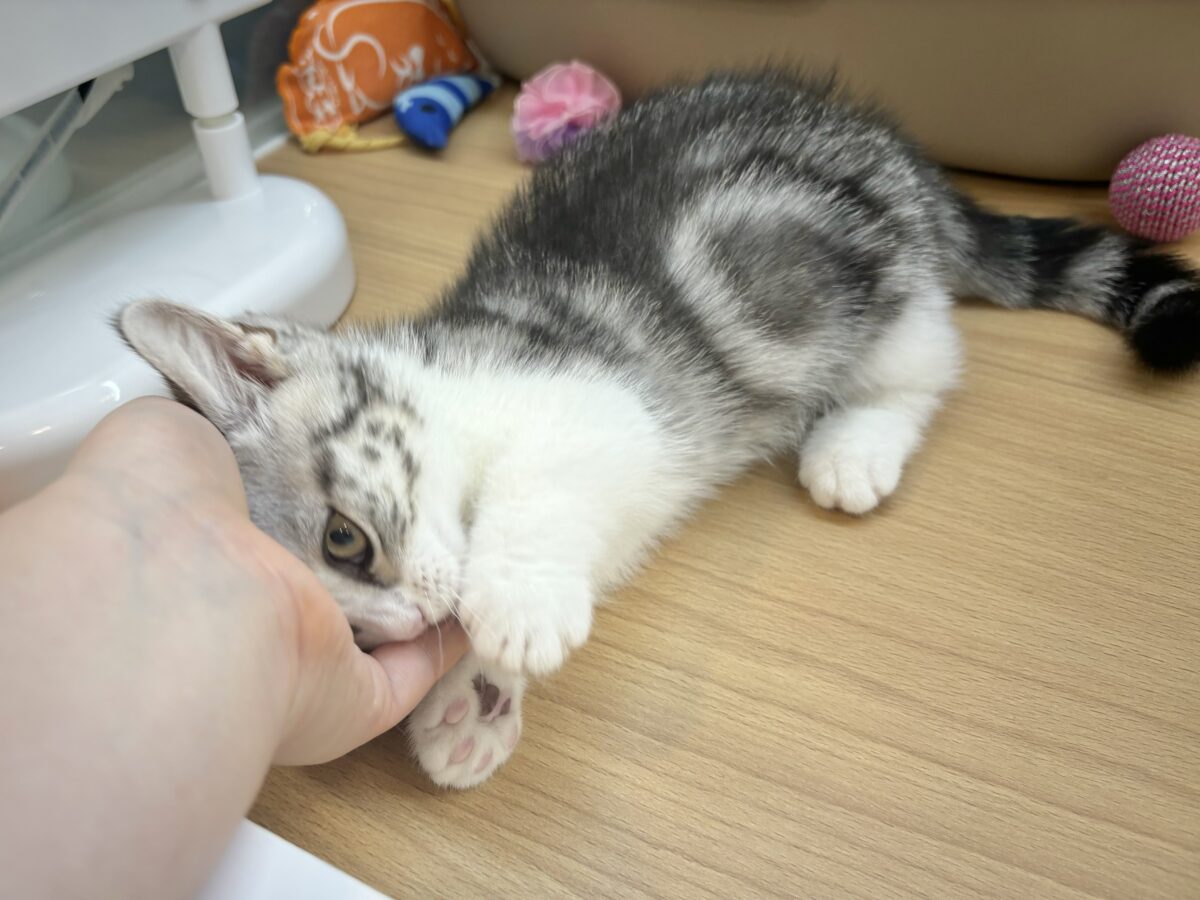 マンチカン