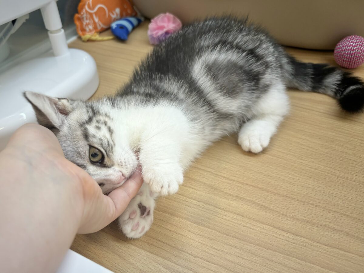 マンチカン