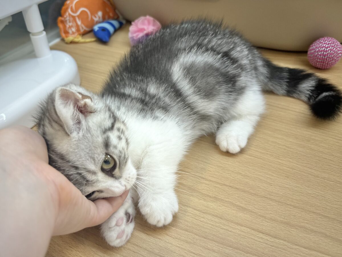 マンチカン