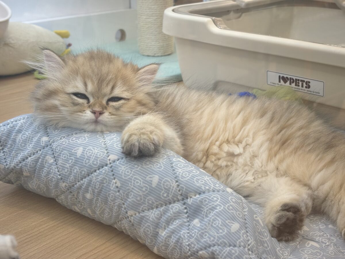 ブリティッシュショートヘア