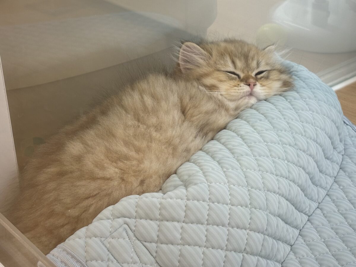 ブリティッシュショートヘア