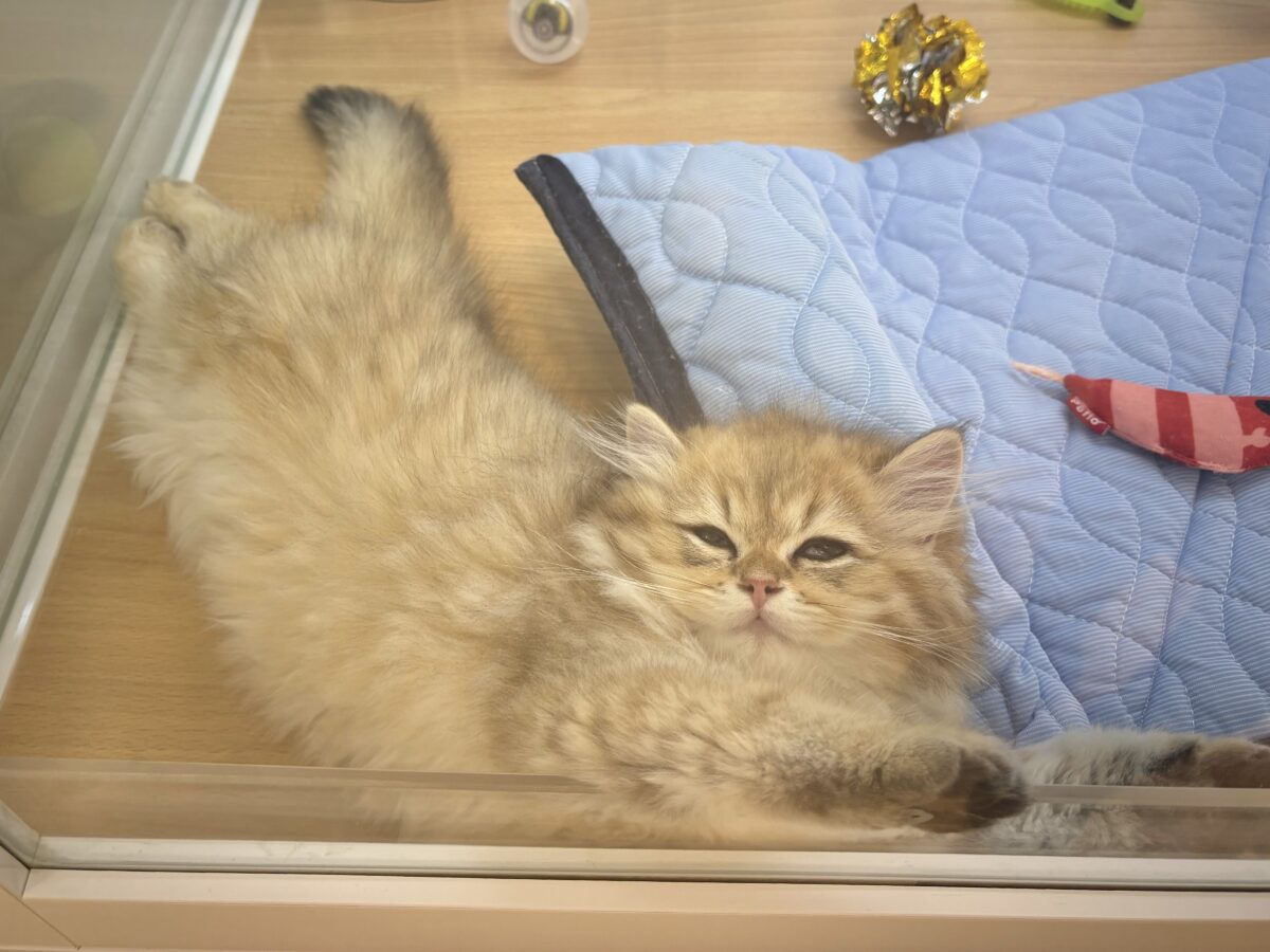 ブリティッシュショートヘア
