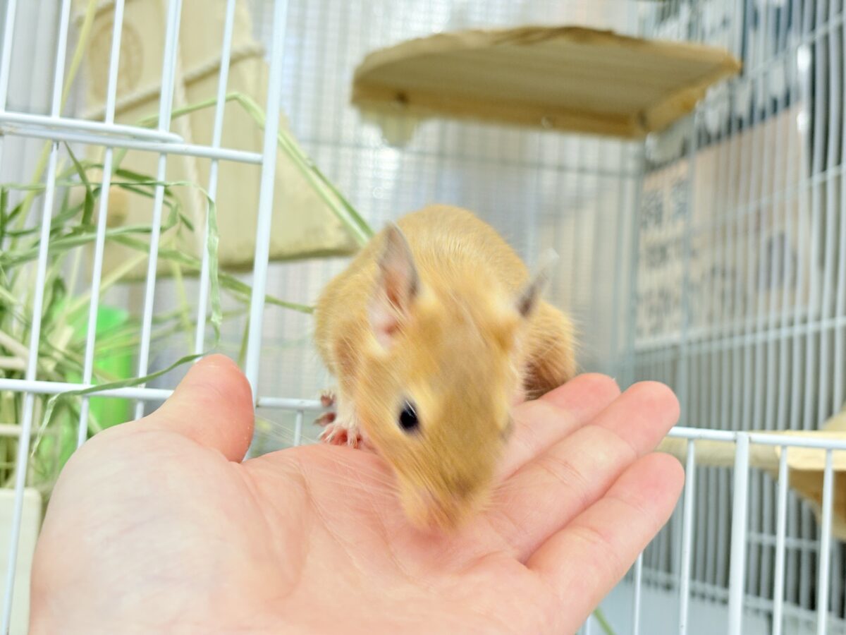 デグー
