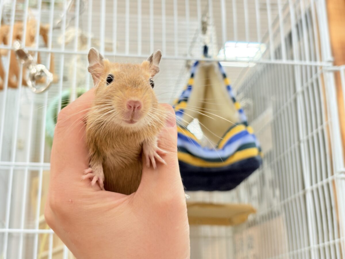デグー