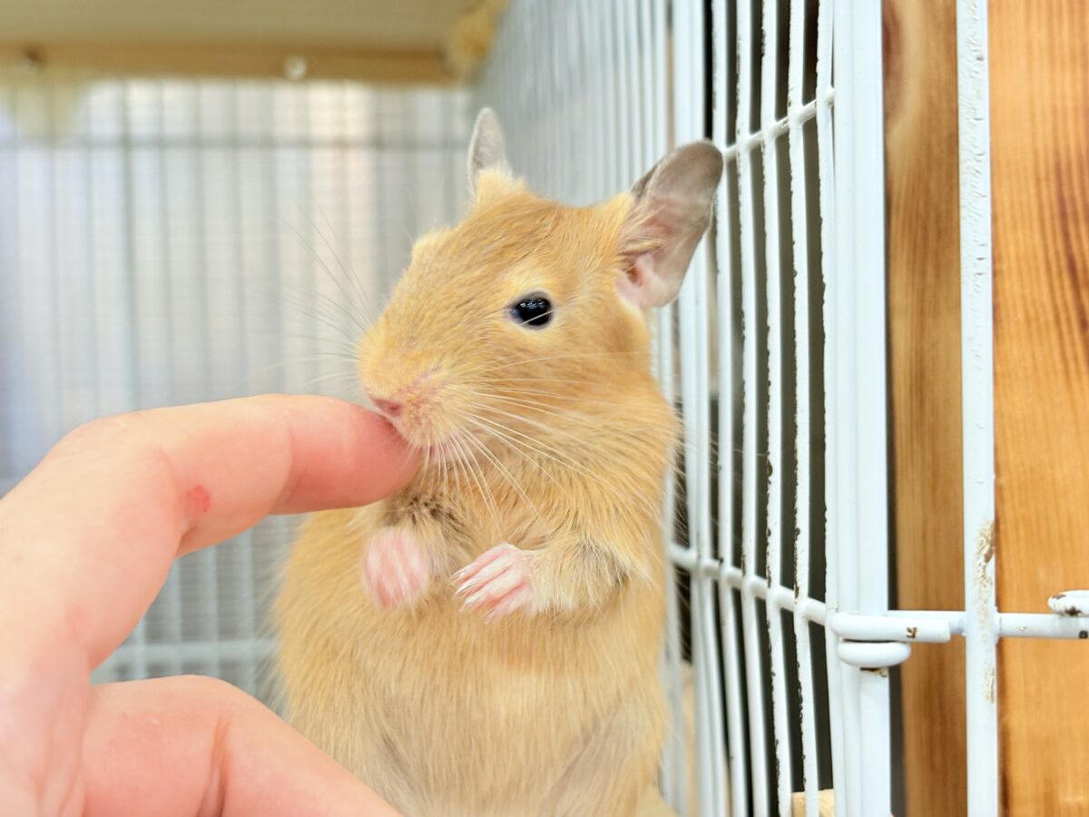 デグー