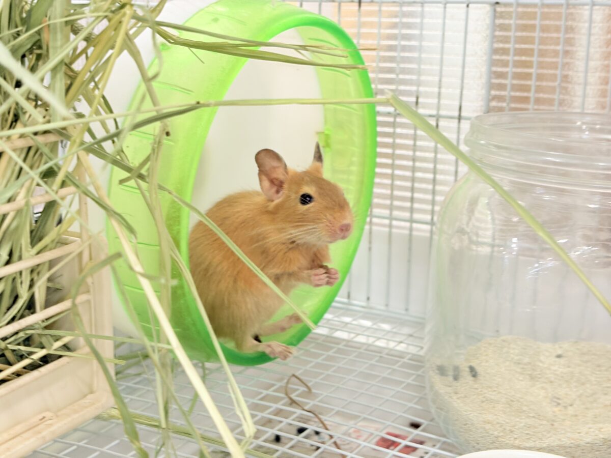 デグー