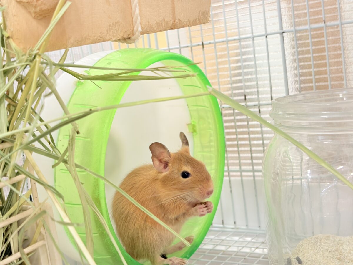 デグー
